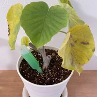 ウンベラータ,フィカス　ウンベラータ,リビング・ダイニングの画像