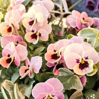 ハボタン,パンジー,アイビー,ビオラ,ビオラの画像