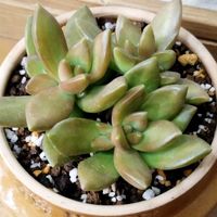 銘月,アドルフィー,多肉植物,鉢植え,セダム属の画像