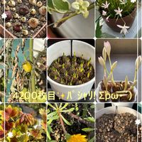 ガザニア,コルチカム,タマスダレ,チューリップ,ツルニチニチソウの画像