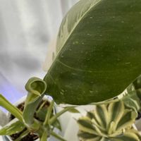 フィロデンドロン,観葉植物,植物のある暮らし,園芸初心者,ホワイトウィザードの画像