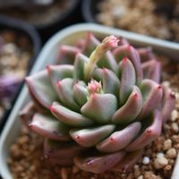 グリーンジェラート,多肉植物,エケベリア属,植中毒,タニラーの画像