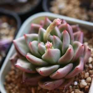 グリーンジェラート,多肉植物,エケベリア属,植中毒,タニラーの画像