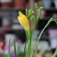 フリージア,グリーンプラザ山長の画像