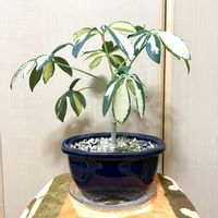 シェフレラ,観葉植物,Room  Plant♪,夢物語工房,小さな観葉植物インテリア♪の画像