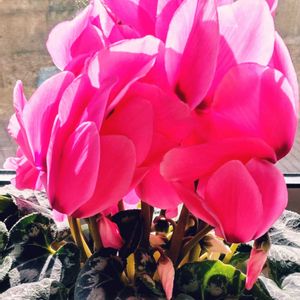 シクラメン,ガーデニング,花のある暮らし,無農薬❤家庭菜園,家庭果樹の画像