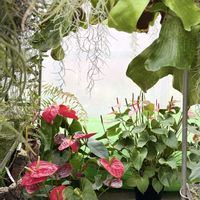 アンスリウム,ビカクシダ,温室,お出かけ先の画像