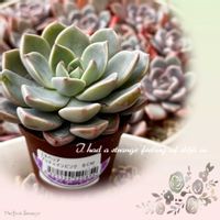 多肉植物,多肉大好き,放置栽培,タニラー,多肉女子の画像