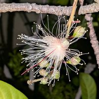 サガリバナ,熱帯植物,沖縄,横浜の画像