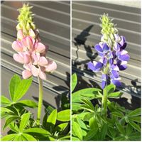 ルピナス,かわいい,きれい,花のある暮らし,いやし♡の画像