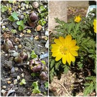 スノーフレーク,チューリップ,フクジュソウ,バイモユリ,ミニ水仙 ティタティタの画像