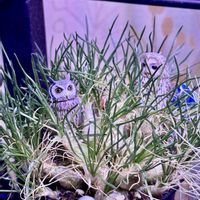 オーニソガラム,岐阜県,オーニソガラム属,多肉男子,岐阜の画像