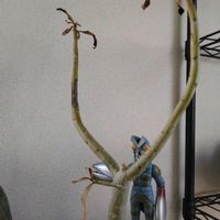 アデニウムの画像