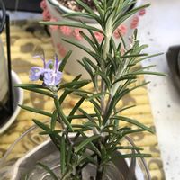 ローズマリー,ローズマリー,ハーブ,水挿し,室内管理の画像