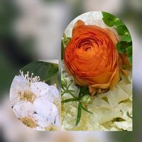 オキザリス,コデマリ,コデマリ,コデマリ,ラナンキュラスの画像