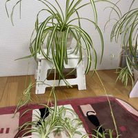 シャコバサボテン,ペペロミア,ペンタス,オリヅルラン,F1ガーデンシクラメンの画像