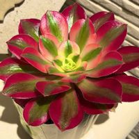 アエオニウム　ピンクウィッチ,アエオニウム,多肉のある暮らし,多肉の土,タニラーの画像