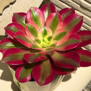 アエオニウム　ピンクウィッチ,アエオニウム,多肉のある暮らし,多肉の土,タニラーの画像