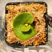 コウモリラン,ビカクシダ,ビカクシダ リドレイ,リドレイドワーフ,観葉植物の画像