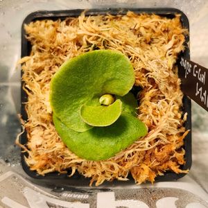 コウモリラン,ビカクシダ,ビカクシダ リドレイ,リドレイドワーフ,観葉植物の画像