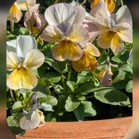 チランジア,ビオラ,クロガネモチ,バルーンポトス,お花屋さんで…の画像