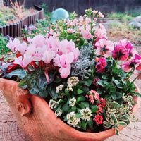 チェッカーベリー,うえたビオラ・マーブル,ミニシクラメン クレヨン,八重咲きマラコイデス さくらレジーナの画像