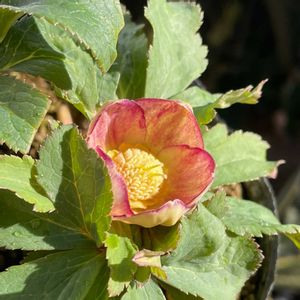 クリスマスローズ,ナチュラルガーデン,ジャンクガーデン,シェードガーデン,ナチュラルスタイルの画像