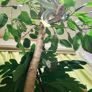 ゴムの木,フィカス アルティシマ,パンノキ,フィカス・アルテシマ,フィカスの画像