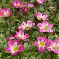 クモマグサ,お出かけ先の画像