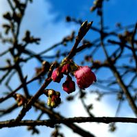 スイセン,ボケ,河津桜,ロマネスコ,フラワーアレンジメントの画像