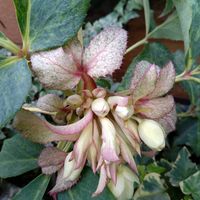 アネモネ,クリスマスローズ,ナデシコ,ルーチェ,ヘレボルス ステルニーの画像