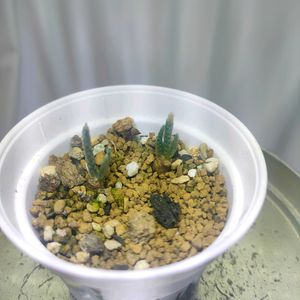 アボニア・クイナリア,多肉植物,メセン,実生,成長記録の画像