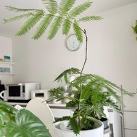 サボテン,ウンベラータ,亀甲竜,エメラルドウエーブ,エビフィルム・グアテマレンシスの画像