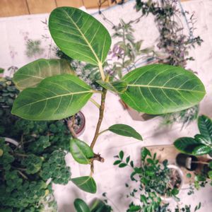 フィカス,フィカス アルテシーマ,ダイソー,今日のお花,リビング・ダイニングの画像