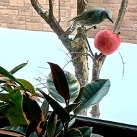 シンゴニウム,フィカス ルビー,サンシュユ(山茱萸),お年玉,トリの日の画像