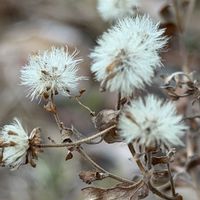 アザミ,ノコンギク,オケラ.,コウヤボウキ,キッコウハグマの画像