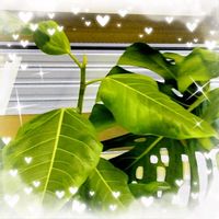 オモト,ハボタン,ブロウメアナ,ブロウメアナ,多肉植物の寄植えの画像