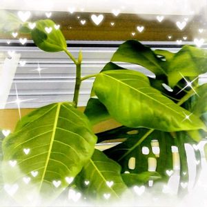 オモト,ハボタン,ブロウメアナ,ブロウメアナ,多肉植物の寄植えの画像