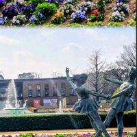 サザンカ,ツバキ,ネモフィラ,ビオラ,山茶花の画像