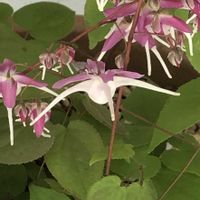 イカリソウ,イカリソウ,エビネ,シンビジウム,デンドロビウムの画像