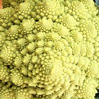 ロマネスコ,ブロッコリー,カリフラワー・ロマネスコ,一才桜 旭山,一才桜 旭山の画像