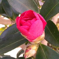 サザンカ,サザンカ,サザンカ,シャクナゲ,シャクナゲの画像