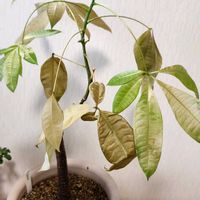 パキラ,パキラ,葉っぱが枯れてきた,キッチンの画像