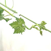 ブドウ,ぶどう,室内栽培,鉢栽培,延長枝の摘心の画像