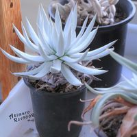 ダドレア,タニラー,ダドレア属,その他部屋の画像