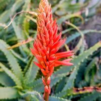 キダチアロエ,大人の着せ替え人形,多肉植物,花散歩,医者いらずの画像