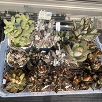 月兎耳,熊童子,ジャイアントラビット,福兎耳,ゴールデンラビットの画像