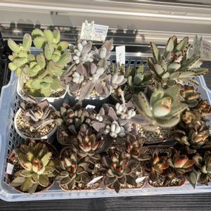 月兎耳,熊童子,ジャイアントラビット,福兎耳,ゴールデンラビットの画像