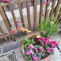 エリカ,シンフォリカルポス,ガーデンシクラメン,おかげ横丁の画像