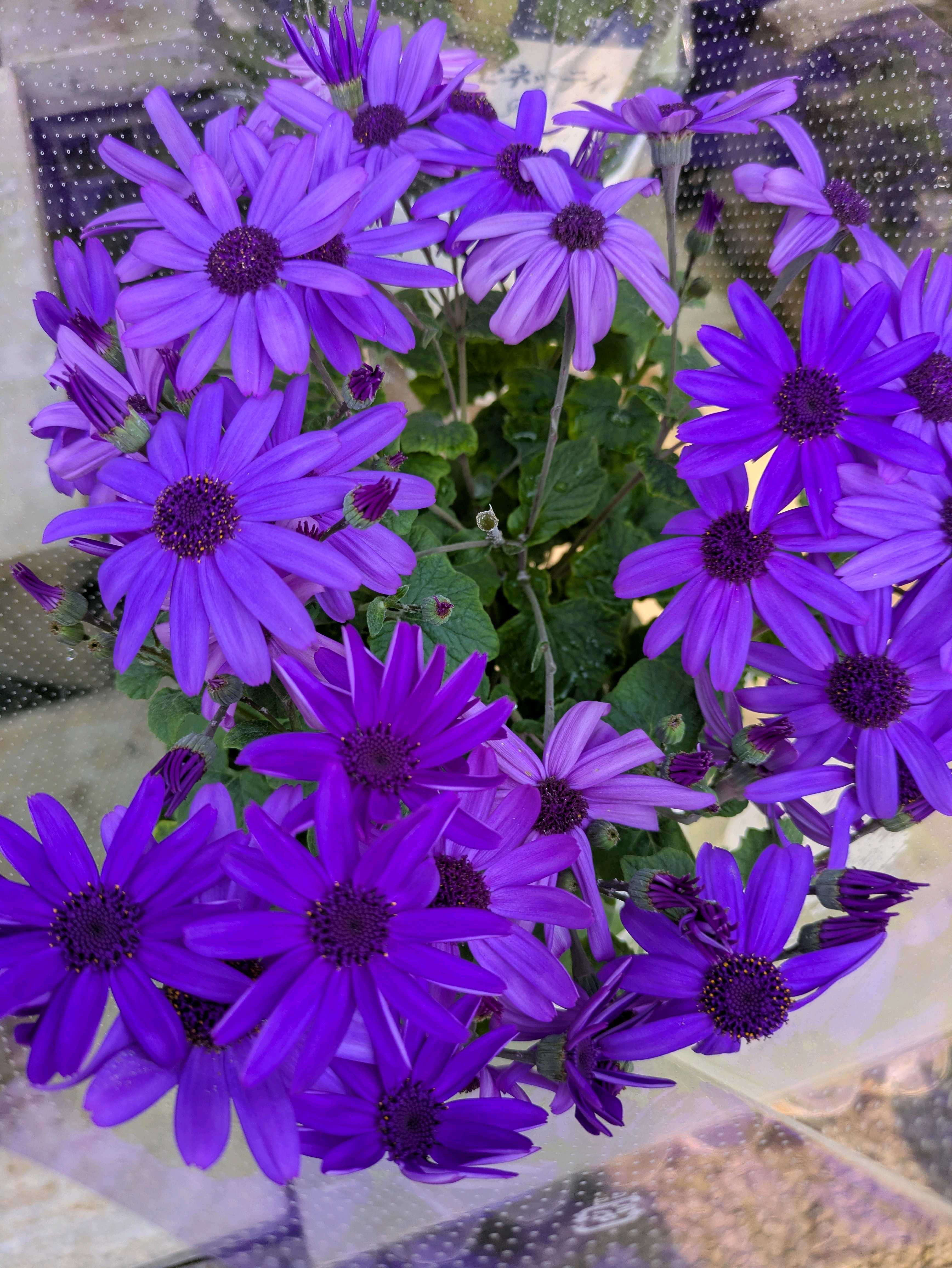 クリスマスローズの投稿画像 by ﾃﾞｭﾗﾝｻ さん｜クリスマスローズと